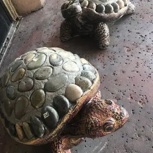 Bashas on swan turtles are loose at n front patio door ! Jk ( for sale )