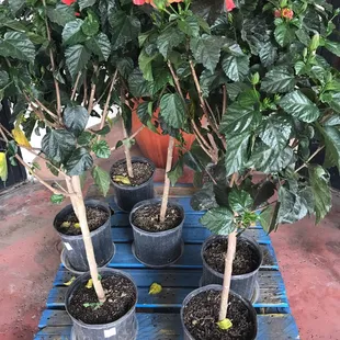 Bashas Lg hibiscus trees