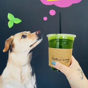 Ice matcha blue tonic