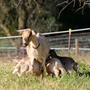 Leslie &amp; her Quads - 2015 Basilwood Farm Kidding Season