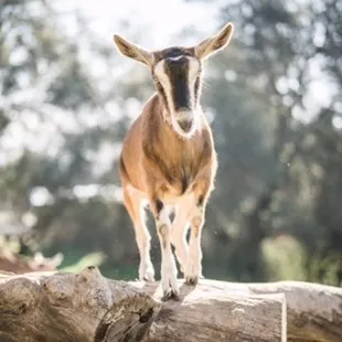 Izzy... Our Basilwood Ambassador :-)  Our chief meet-er and greet-er when you come to The Farm Store.