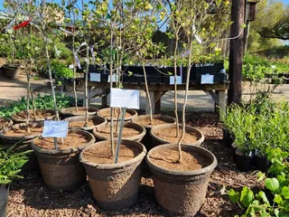 Intermountain Nursery