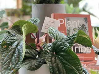 The Plant Shoppe
