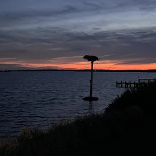 an ostrich on a pole