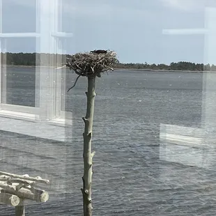 Osprey nest was cool