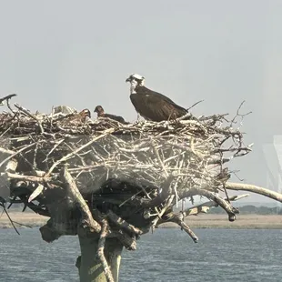 Osprey nest with babies just outside the window at our table