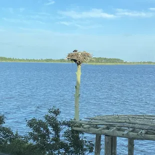 View of the Osprey&apos;s from our window.