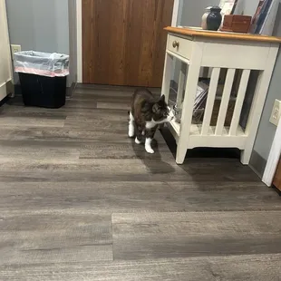 Tigger exploring the room.