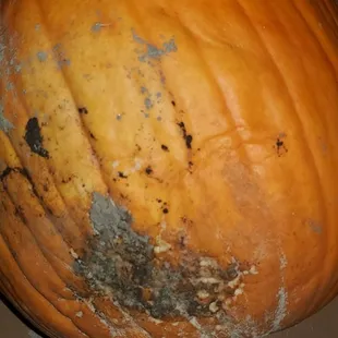 Rotten pumpkin after a week.