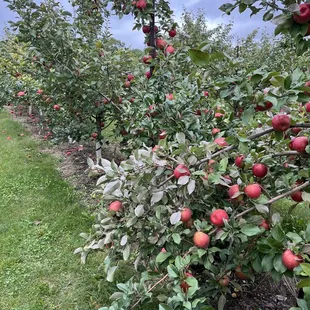 Honeycrisp trees