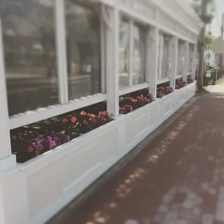 the Bassett Hound Dog