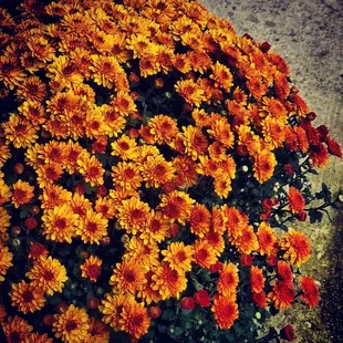 Batavia Farmers Market