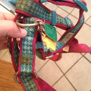 Nasty dirty poop on chewed harness