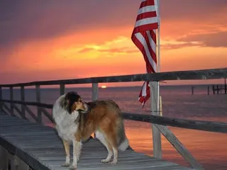 Salty Dog Pet Resort