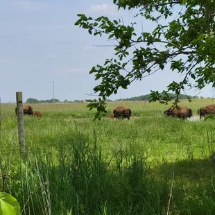 Bison