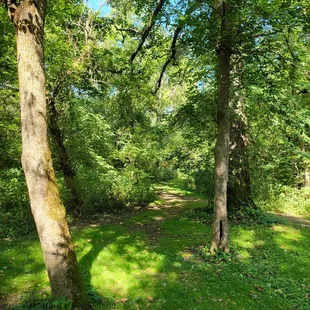 Dyer Mill Trail