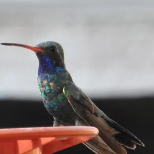 Broad-billed Hummingbird