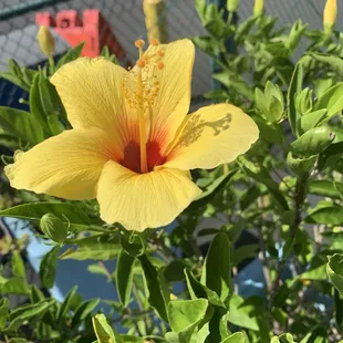 Every color flower adorns the area around