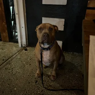 Service dogs welcome!