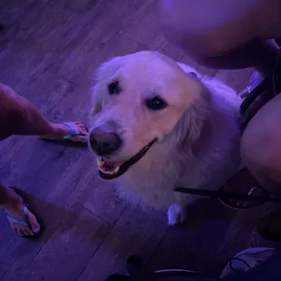 Hangin with the family celebrating getting through another hurricane.   We puppers can come inside.