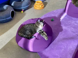 Purrfect Pair Cat Cafe