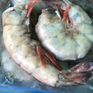 Clawtel Ranch jumbo Gulf shrimp