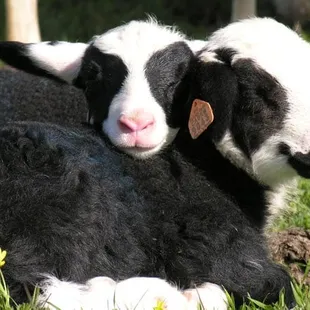 Marin Artisan Cheese Tour