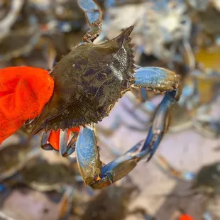 a hand holding a crab