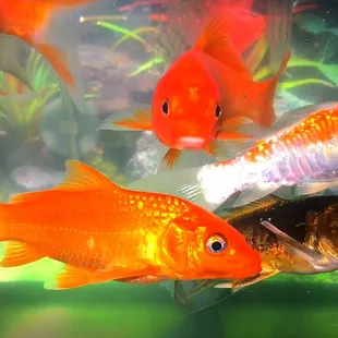 a group of goldfish swimming in an aquarium