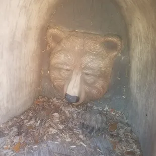 Bear