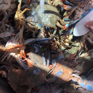 a bucket full of crabs being washed