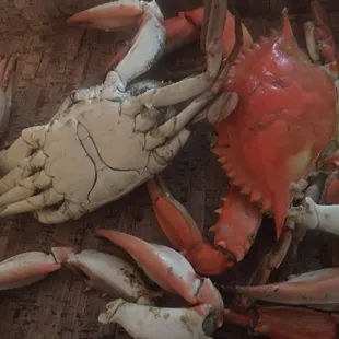 Fantastic fresh crabs!! So heavy and full of meat! Love this place and the owners!