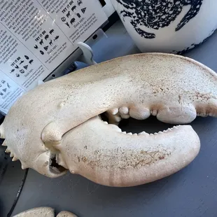 a crab's mouth