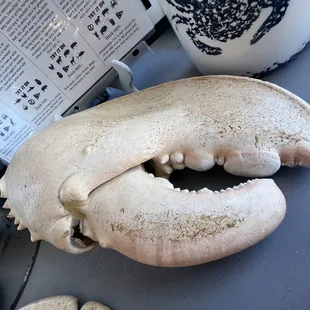 a crab's skull and a teapot