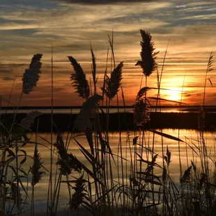 Back yard at sunrise