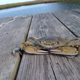 We went crabbing right off the dock!!!