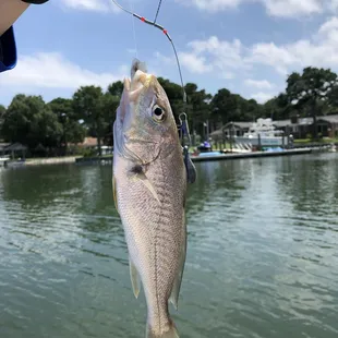 Small croaker.