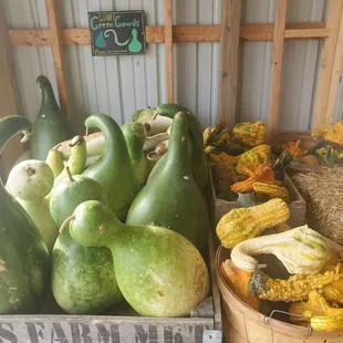 Gourds!