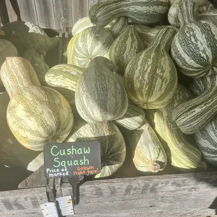 Cushaw squash