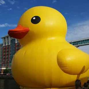 That's a big ass duck lol
