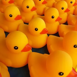 Mini ducks for sale!