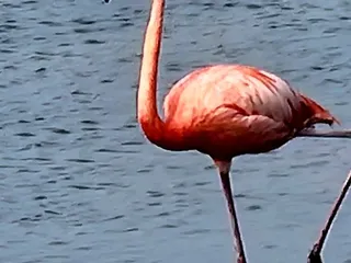 Leonabelle Turnbull Birding Center