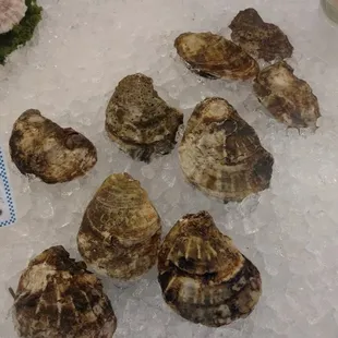 Live oysters!!!