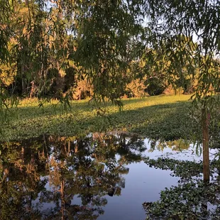 Swamp