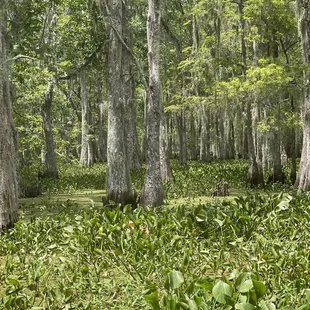 Swamp ! Floating grass