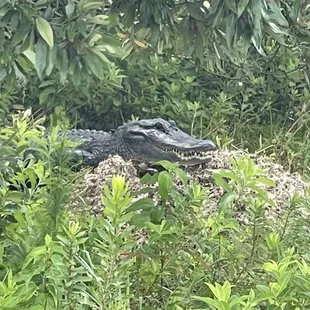 Gator protecting its nest !!
