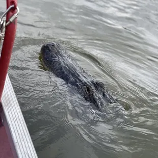 This 13 foot gator swam right up to the boat