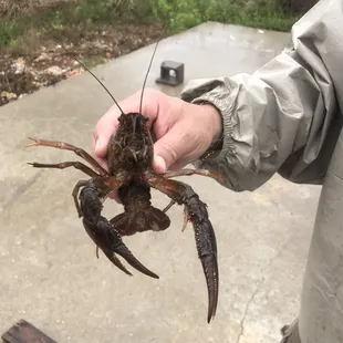 a man holding a crawfish