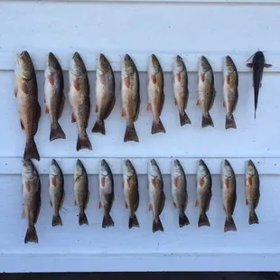 Bayou Country Charters