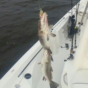 Two Speckle trout at a time on a double rig